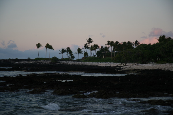 palms